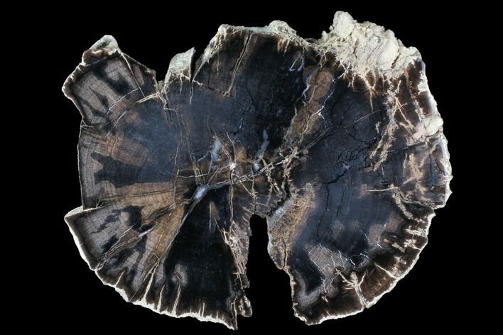 Polished Petrified Wood (Dicot) Slab - Texas #98612